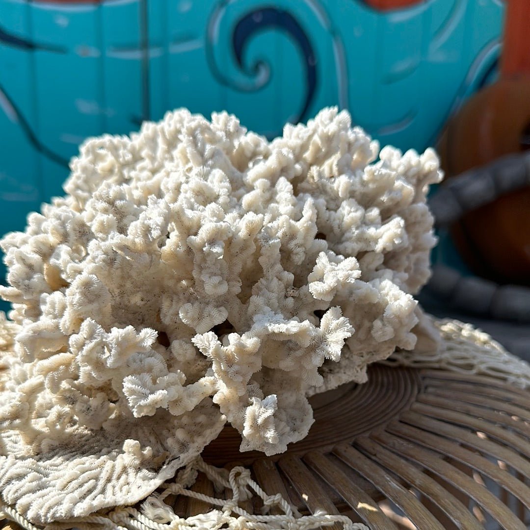 Vintage Merulina Coral Specimen - Coastal Home Decor (Merulina ampliata)