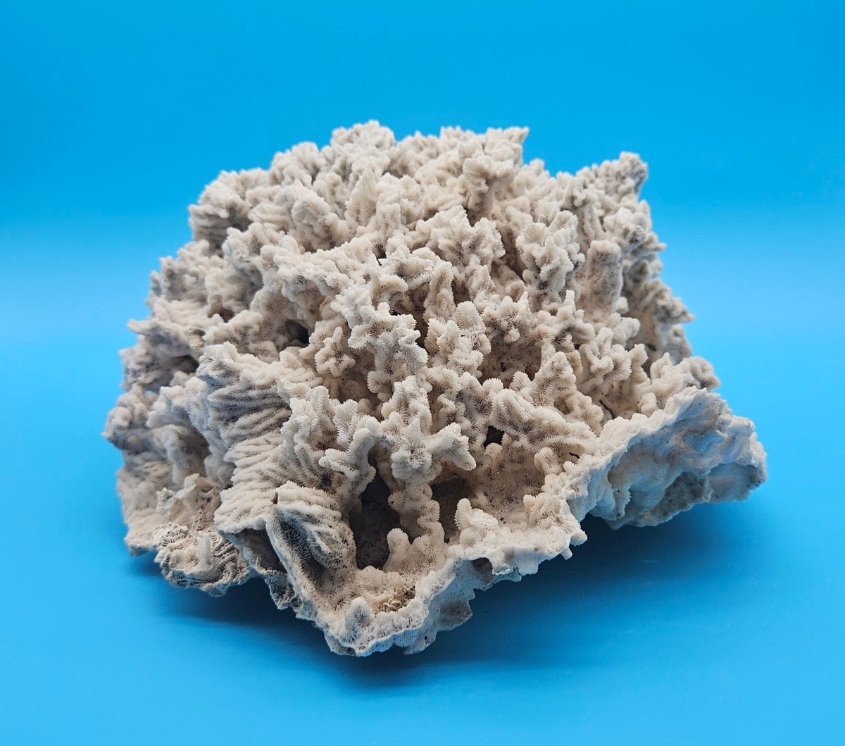 Vintage Merulina Coral Specimen - Coastal Home Decor (Merulina ampliata)